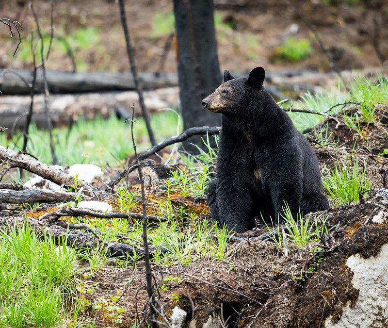 Black bear Hunting